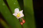 Pink sundew